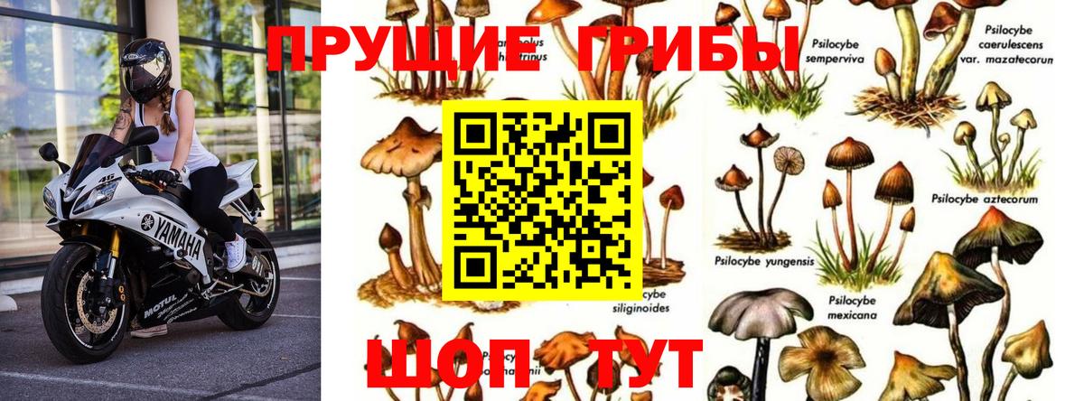 Ржев  Псилоцибиновые грибы MAGIC MUSHROOMS  Вход с VPN 
